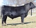 Let's talk bulls! BoPat War Party 613 (#18646477) is a calving ease and growth prospect combining the long time 44 Farms herd sire, War Party. Along with the super calving ease, and maternal specialist, BPF Special Focus. For inquiries into this herd bull prospect please call the ranch!
