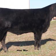 Looking for a bred heifer?