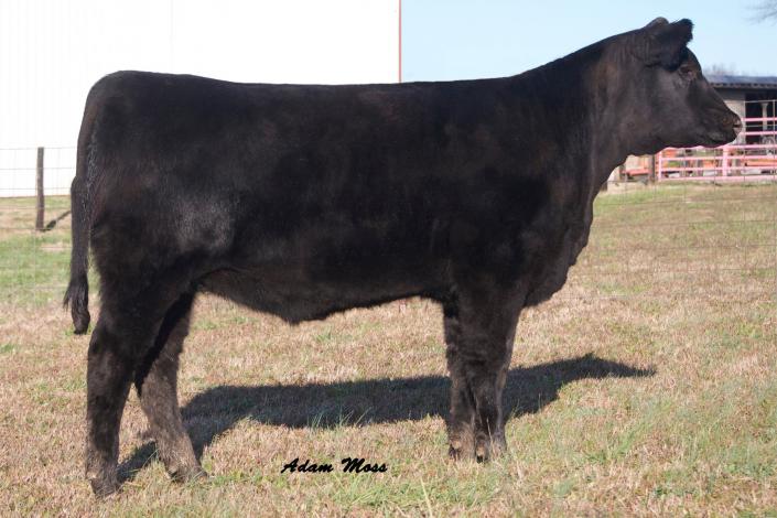 Bid Lot 68 for M/V Primrose 4106 on March 5! She stems from the herd sire producing Primrose family and records a weaning ratio of 99 and yearling ratio of 102.
