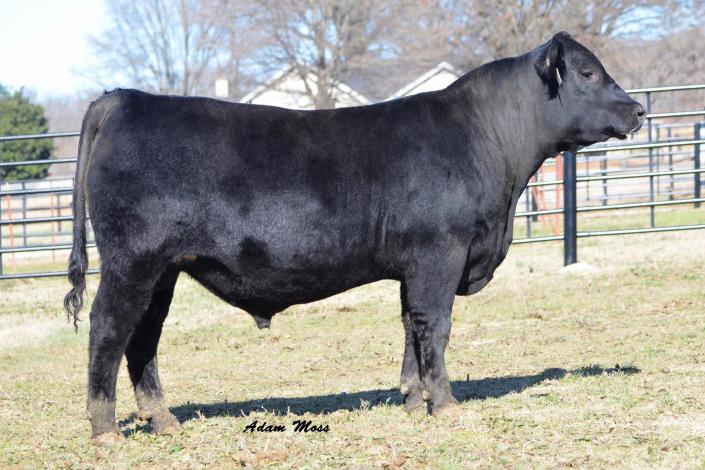 Let's talk bulls! BoPat War Party 613 (#18646477) is a calving ease and growth prospect combining the long time 44 Farms herd sire, War Party. Along with the super calving ease, and maternal specialist, BPF Special Focus. For inquiries into this herd bull prospect please call the ranch!
