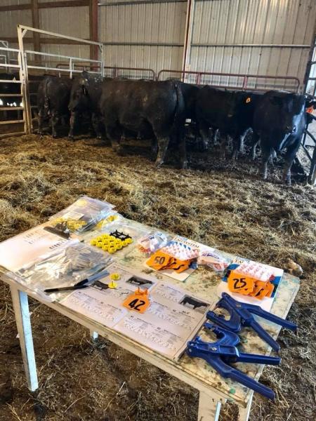 Sale day is inching closer. Today we’re performing BSEs on all the sale bulls to ensure you’re getting a bull that’s ready to go to work on your cows. Contact us if you need info on any of these good bulls!

