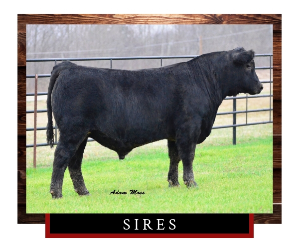 Click here to explore our sires
